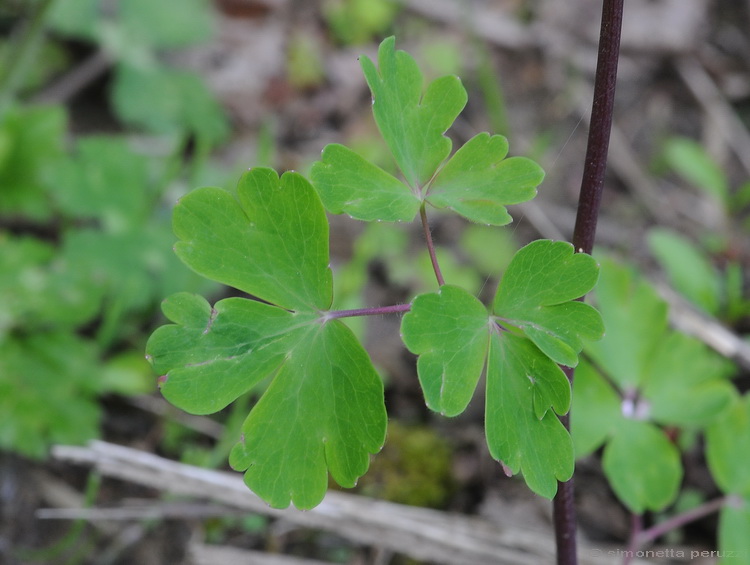 Aquilegia vulgaris / Aquilegia comune